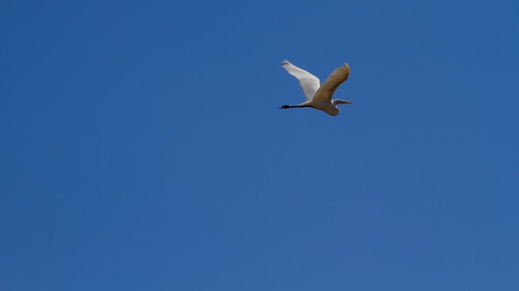 02 - Everglade NP (39).jpg